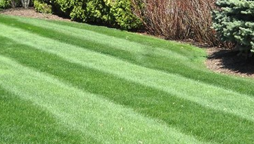Lawn Care And Garden Maintenance